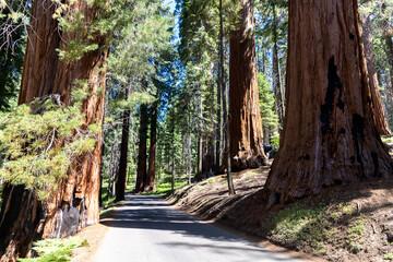 Sequoia National Park in California