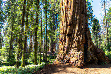 Sequoia National Park in California