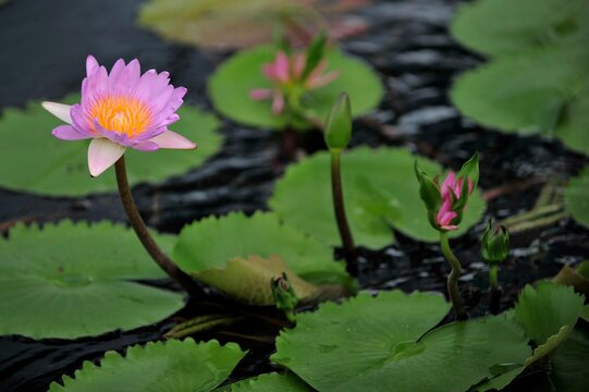 Lotus flowers and buds in the water floating with aquatic plants