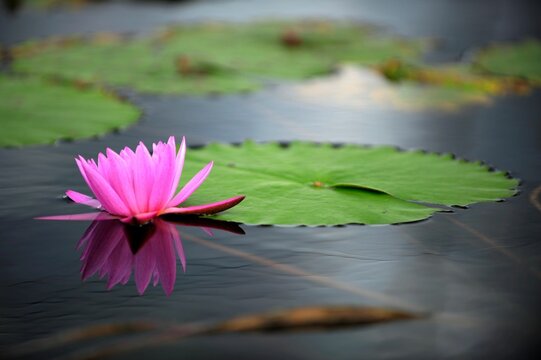 Beautiful Lotus flower reflecting on the water with floating aquatic plants in the background.