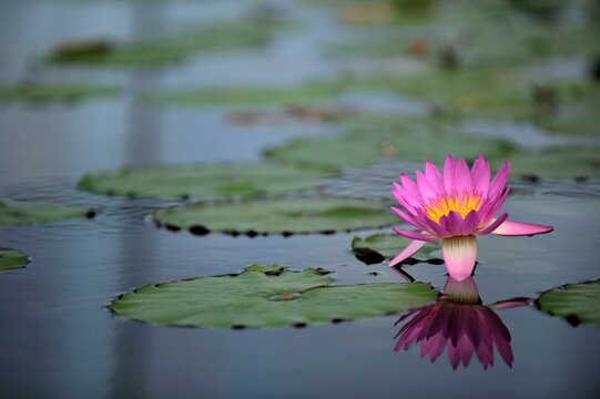 Beautiful Lotus flower reflecting on the water with floating aquatic plants in the background.