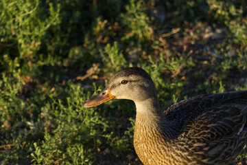 Mallard Duck in the Grass
