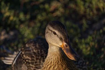 Mallard Duck in the Grass
