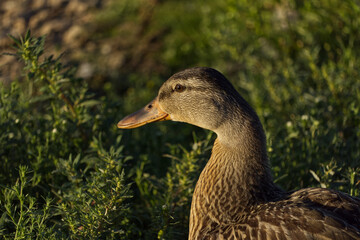 Mallard Duck in the Grass