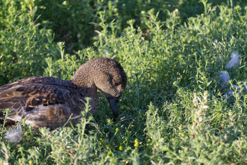 Female American Wigeon in the Grass