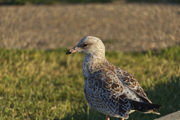 Close up of Juvenile Seagull