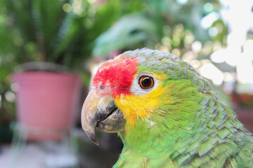 Cabeza de loro con cresta roja. 