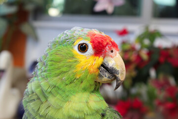 Cabeza de loro con fondo desenfocado. 