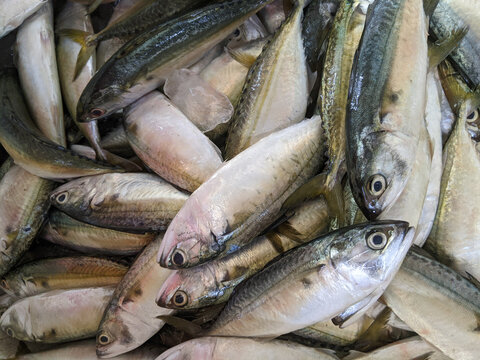 The Indian mackerel is a species of mackerel in the scombrid family of order Perciformes.