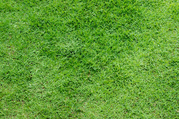 Fototapeta premium Green fresh grass forming texture and background