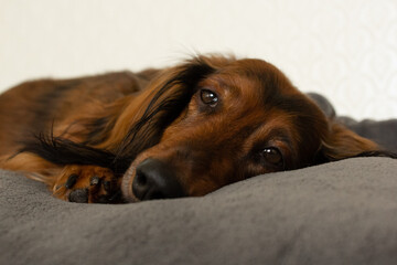 Red haired dachshund sad dog portrait close up
