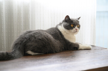 British shorthair cat lying on the table