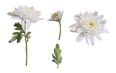 chrysanthemum vector illustration