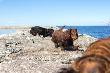 Three long haired dachschunds walking on rocks on lake