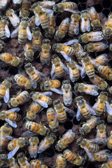 Swarm of bees in the hive, worker bees collect honey
