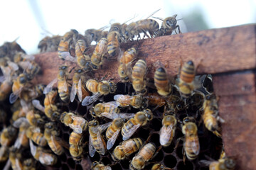 Swarm of bees in the hive, worker bees collect honey