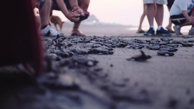 Group of tourists release and film baby sea turtle hatchlings in Guatemala on the pacific coast.