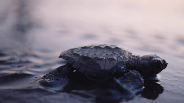 Closeup lateral tracking shot of baby sea turtle hatchling crawling on wet sand towards ocean after emerging from nest at sunrise.