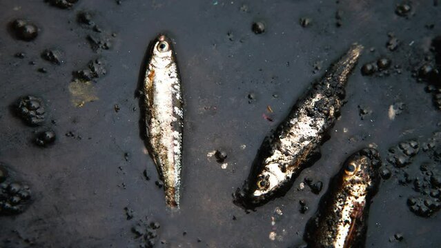 close up of fish dying in the polluted water with oil pollution ,concept of environmental protection
