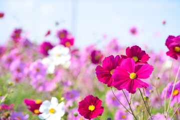 Obraz premium ピンクのコスモスと秋の青空