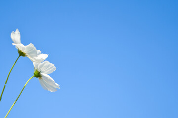 白のコスモスと秋の青空