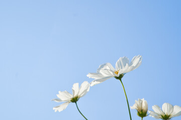 白のコスモスと秋の青空