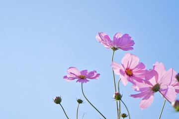 ピンクのコスモスと秋の青空