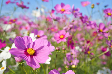ピンクのコスモスと秋の青空