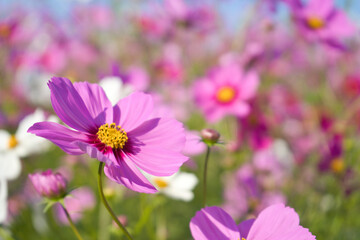 ピンクのコスモスと秋の青空