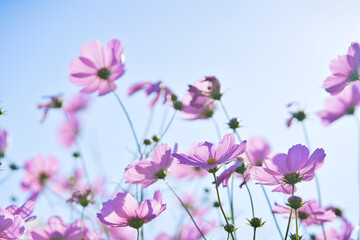 ピンクのコスモスと秋の青空