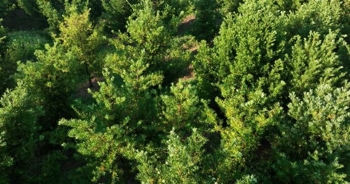Podocarpus macrophyllus (Yew plum pine) garden