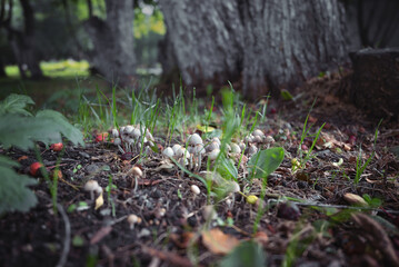 psilocybin gray mushrooms grow in nature