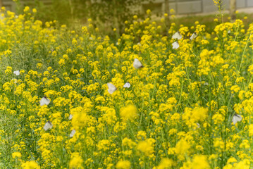lots of white butterflies on yellow flowers in summer, invasion of butterflies, selective focus