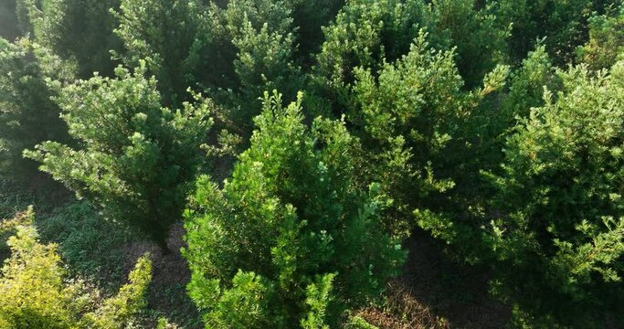 Podocarpus macrophyllus (Yew plum pine) garden