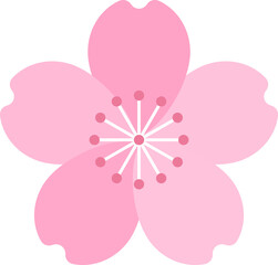 pink sakura ,chery blossom, prunus flower illustration, floral icon isolated on transparent  background , png, clip art
