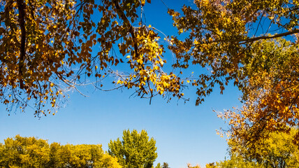 Blue Sky Through Trees