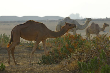 camels eating grass