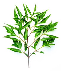 green leaves and branches on a white background