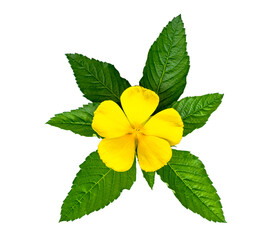yellow flowers and green leaves on white background
