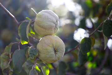 peach on tree