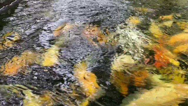 blurred water view of beautiful yellow and red koi fish in the pond