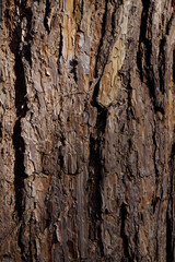 longevity pine bark background