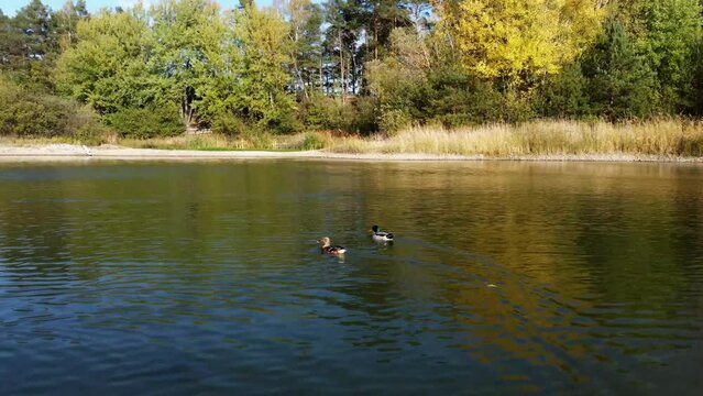 Following ducks as they swim around a lake