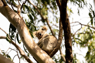 One wild Koala Bear (Phascolarctos cinereus) seen in Byron Bay, New South Wales in native gum eucalyptus tree. 