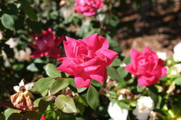 Pink rose bush with rose flowers blossom close-up photo. Floral natural background texture. Nature beauty summertime season concept. Romantic social media post backdrop. Blooming garden.