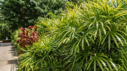 Vegetation in a tropical park. Along the paved pedestrian path there are green stunted palm trees, bushes, trees. The fountain is visible in the distance. Seychelles