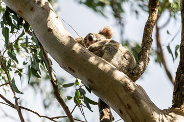 One wild Koala Bear (Phascolarctos cinereus) seen in Byron Bay, New South Wales in native gum eucalyptus tree. 