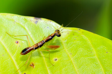 a grasshopper on green leaf