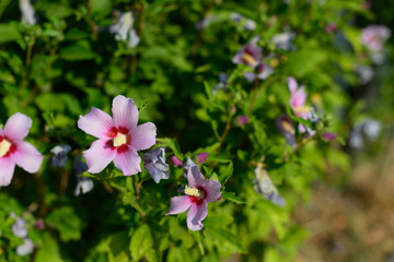 Background of Hibiscus syriacus pink flowering plant, commonly called Syrian rose.