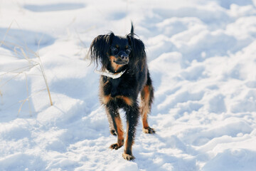 Toy terrier dog in winter on the snow